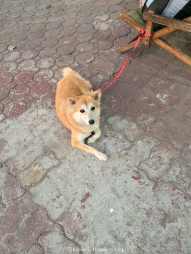 Aspin, a Filipino native dog, for sale