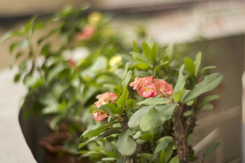 office_garden_flowers2