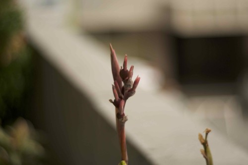 office_garden_flowers5