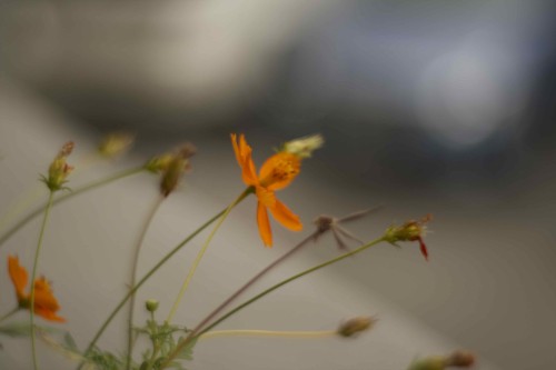 office_garden_flowers6