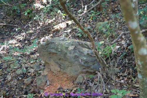 A frog-shaped rock