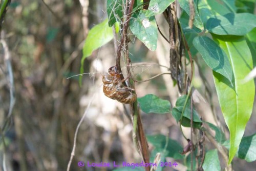 Cicada exoskeleton in the bush