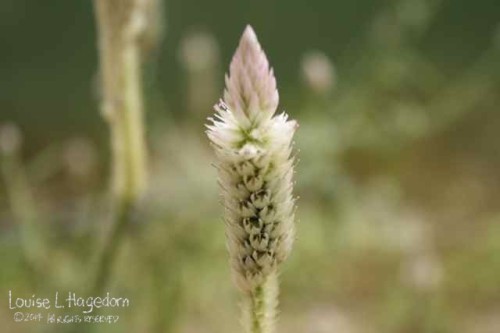 Burat Aso plant flower close-up.