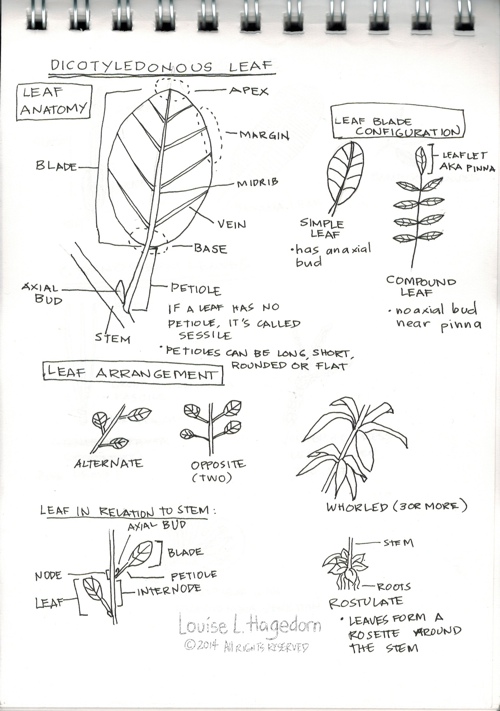 Dicotyledonous Leaf Notes