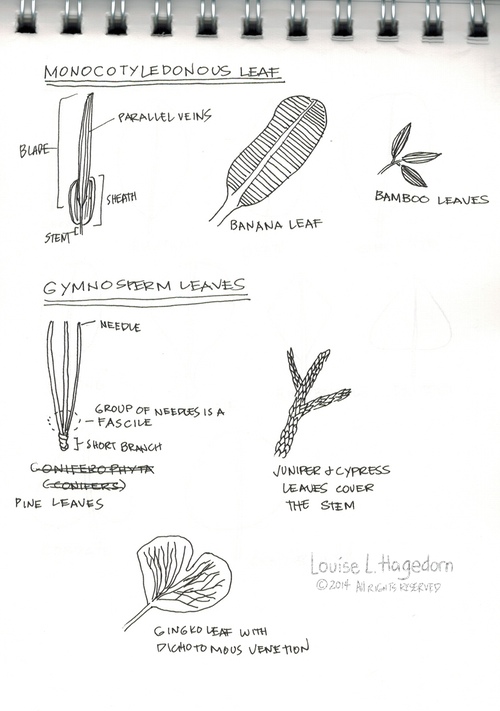 Monocotyledonous Leaf Notes