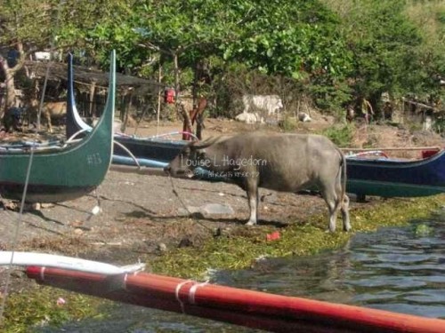 A carabao (Philippine water buffalo) at the lake shoreline. 